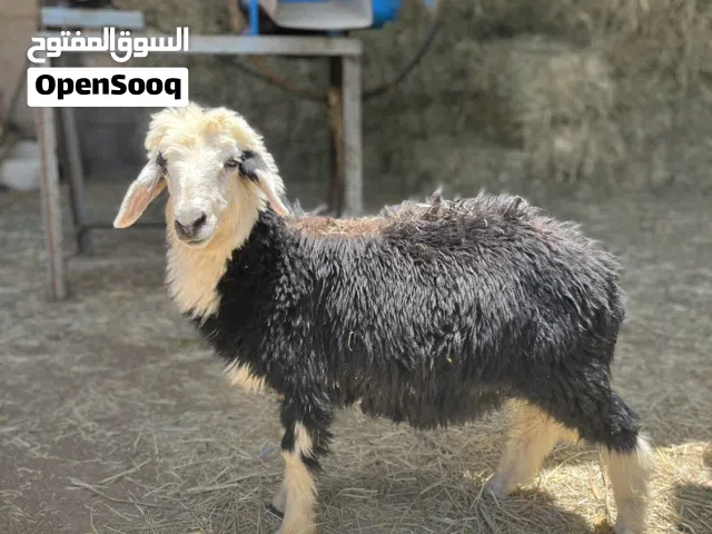 للبيع كبش نجدي حلال ممتاز