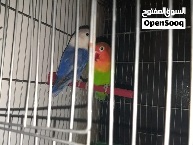 كوبيا فشر ربي يبارك