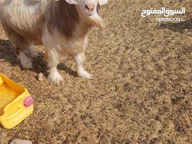 تيس من حلال رحوب