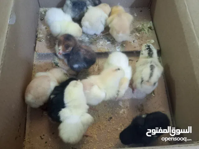 افراخ دجاج عرب اصلي