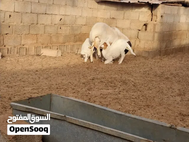 نعجة تحتها زوز حوليات للبيع