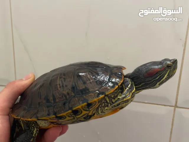 إعلان بيع سلاحف