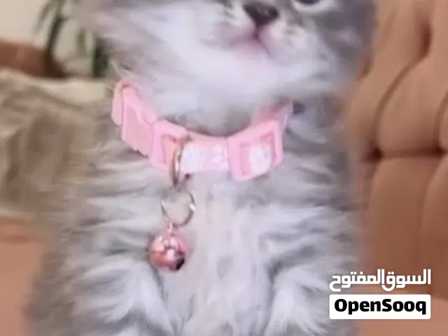 قطط سكوتش شورت هير