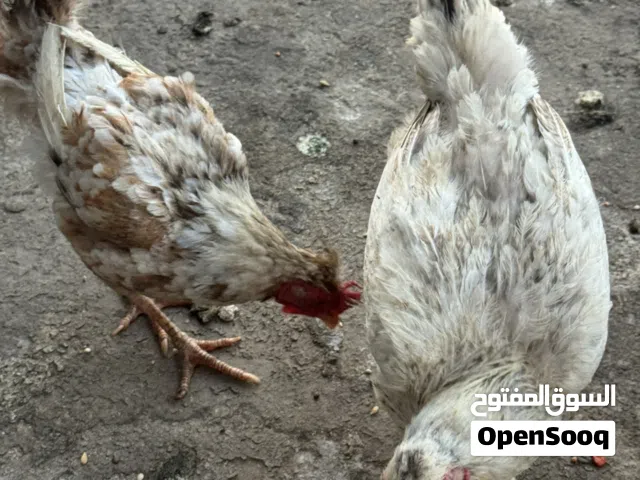 دجاجات ثنين للبيع ع وجه بياض