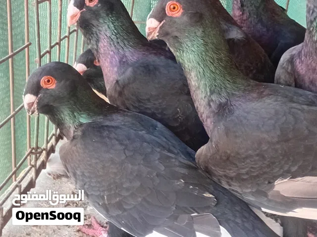 حمام نخب بيع او بدل