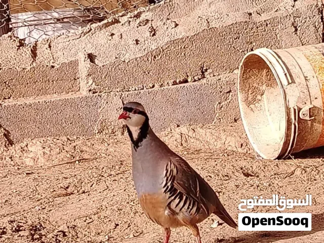 حجل باكستاني اصيل للبيع