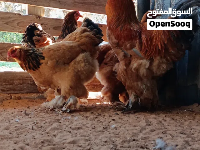 براهما طوق أحمر