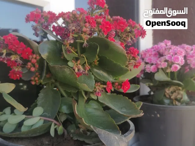 أشجار داخلية