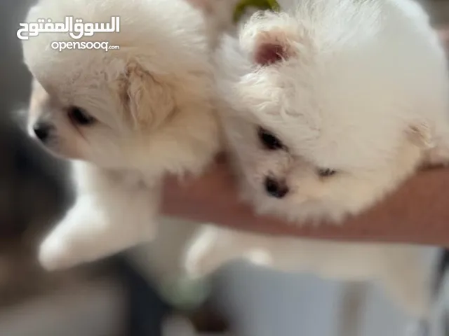 كلاب صغار نقيه وذكر عمر شهرين اوكرانيه تبرير العراق
