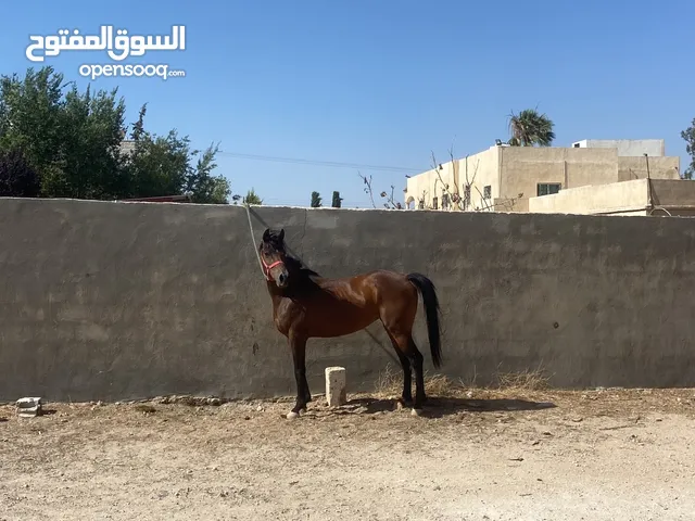 فرس للبيع صلاه النبي معروف اب وام العمر خمس سنين بزبط ساع سلم ولا تشكي من اشي