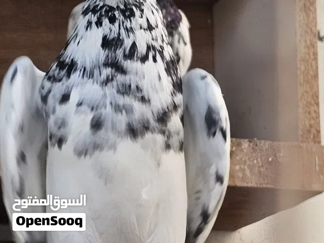 للبيع حمام باكستاني بالجمله