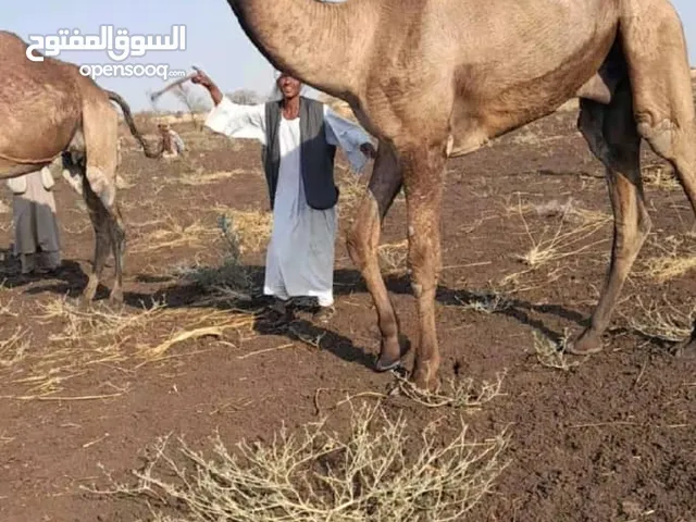 راعي ابل بوش سوداني