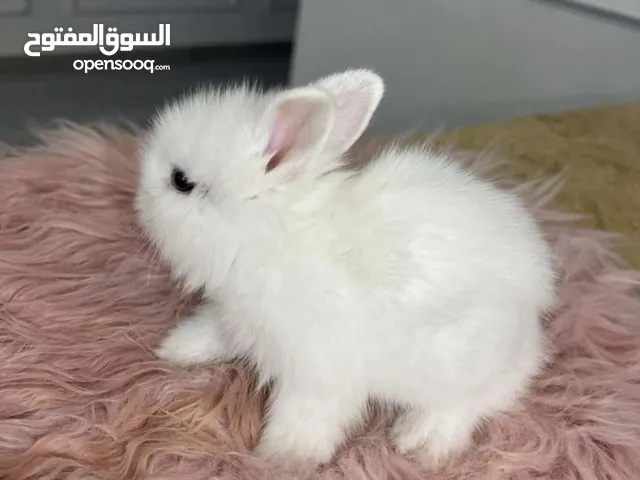 الأرنب القزم