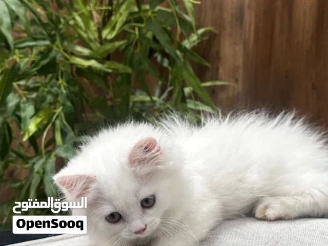 قط من ام شيرازيه وأب سكوتش فولد