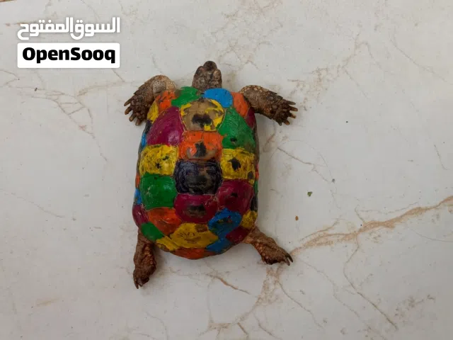 سلحفه حجم وسط ملونه