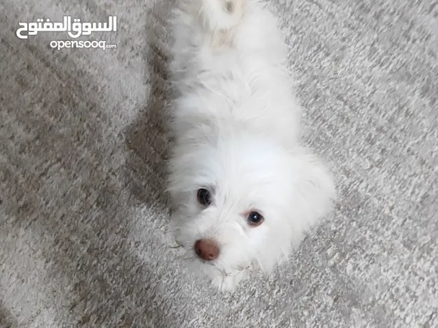 كلب تيرير منزلي صغير فرنسي عمر 3 اشهر