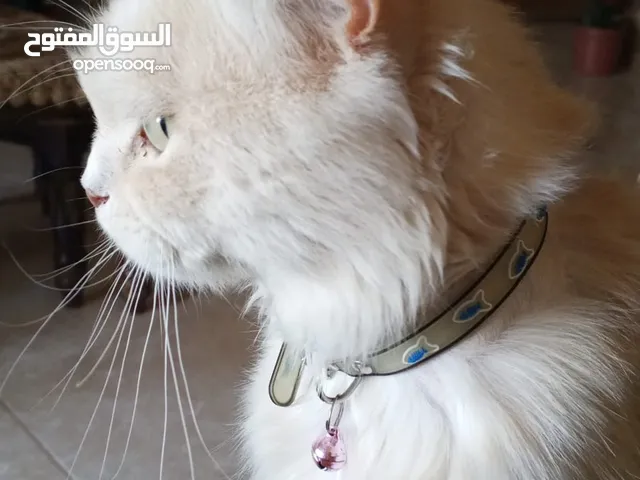 شيرازي لطيف للبيع