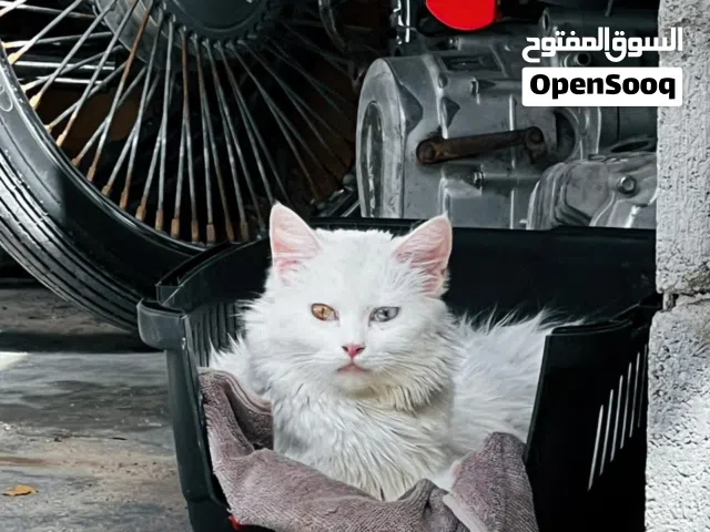 بزون مع اطفالها عدد 5 للبيع