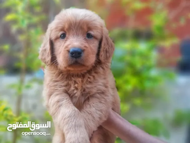 Golden retriever