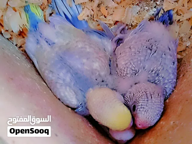 جوز تبارك الله على الاول تحته ثلاث فراخ كبار الطيرة تركيبة رينبو بنفسجي والفحل كلير وينج مختوم