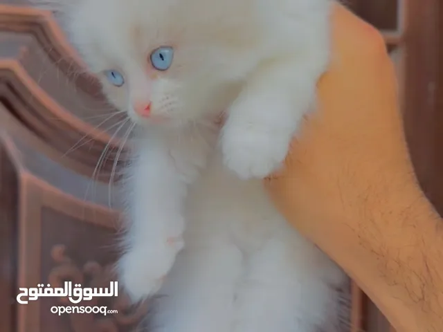 قط شانشيلا