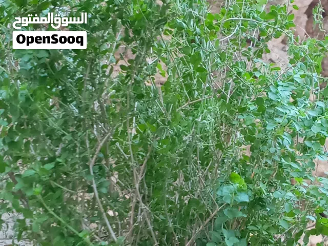 سعتر عماني جبلي