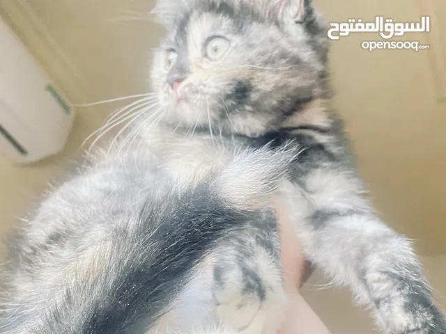 قطه سكوتش ستريت العمر شهرين