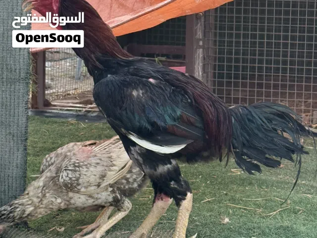 للبيع ديك باكستاني