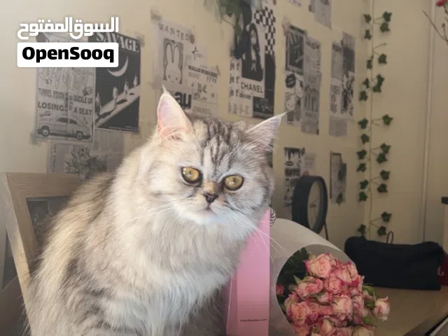 قطة للبيع