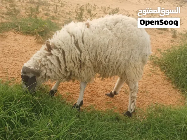 خروف للبيع