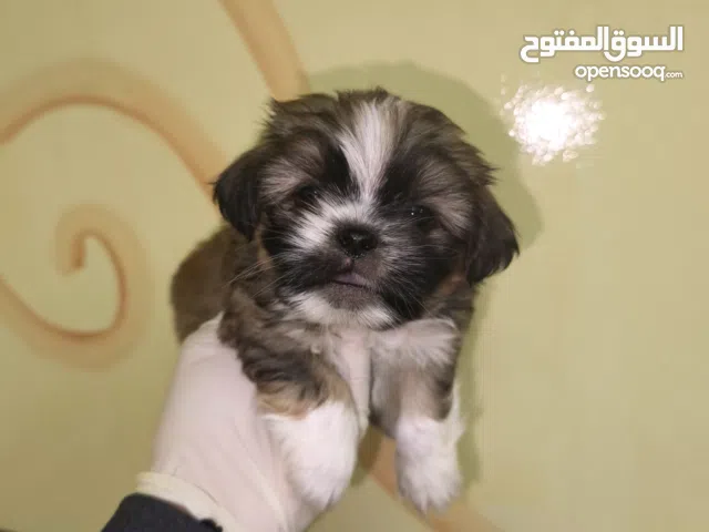 Shihtzu pure
