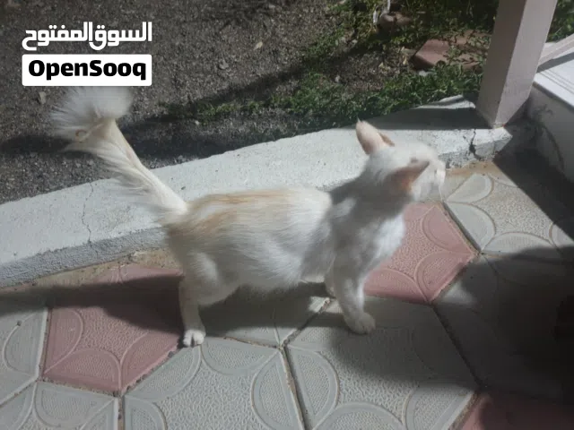 قط اليف لعوب