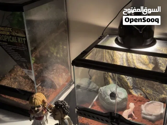 ليبرد قيكو ذكر العمر سنه وجم شهر