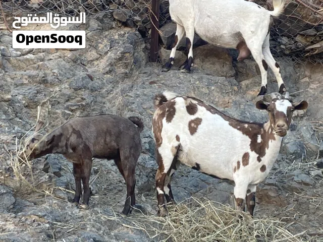 للبيع حلال صلالي مع فحلهن الموقع الداخليه سمائل