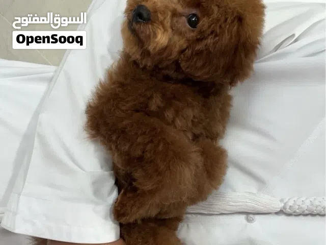 Toy poodle 7 months old