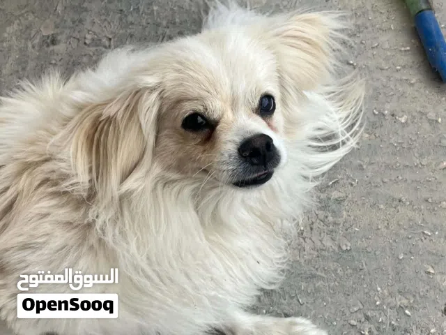 كلب ذكر للبيع.. بسعر جيد