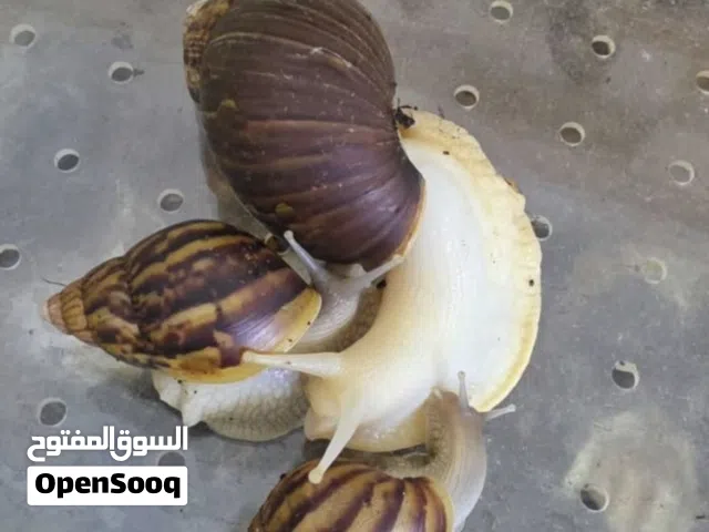 حلزونات للبيع شوف الوصف