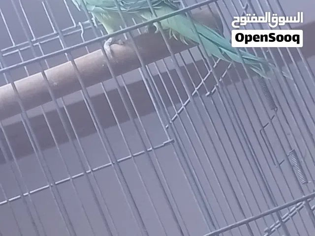 جوز دره جامبو