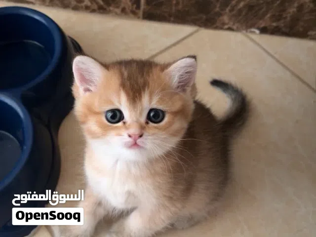 قط كتن برتش