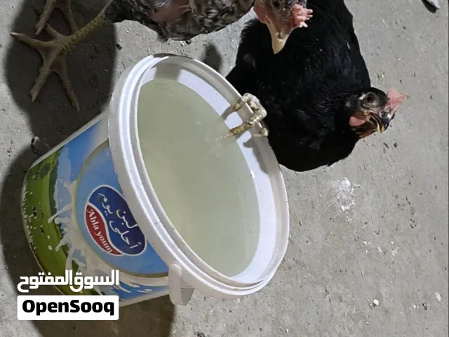 ابو ركيبه 3 ديوجه و3 دجاجه اقرا الوصف