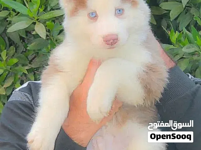 Alaskan Husky puppies