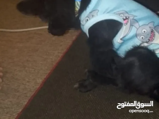 كلاب للبيع 500