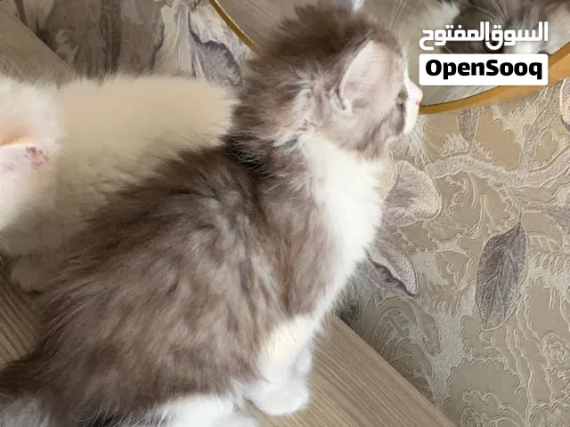 قطط للبيع ...