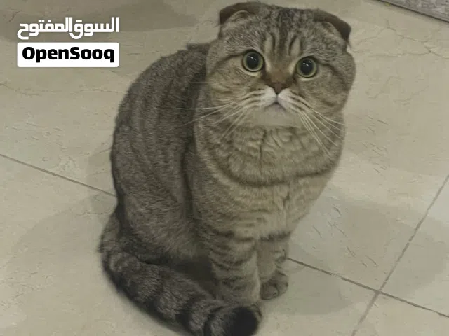 قط سكوتش فولد