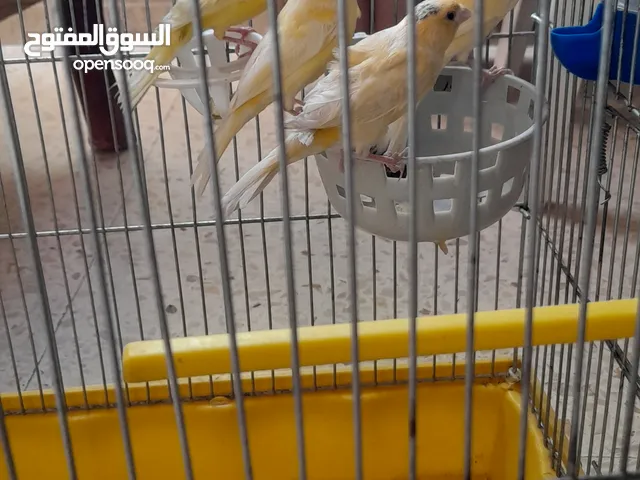 فحل و 3 طواير بسعر حرق
