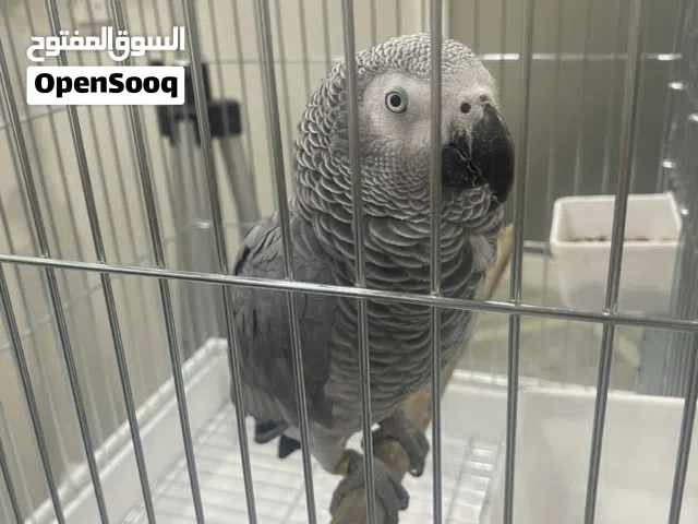 كاسكو أليف