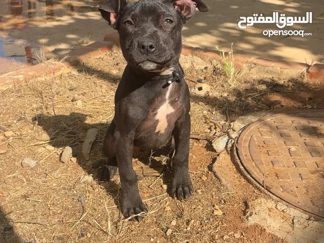 بيتبول بلاك نوز جروتين pitbull black nose puppies