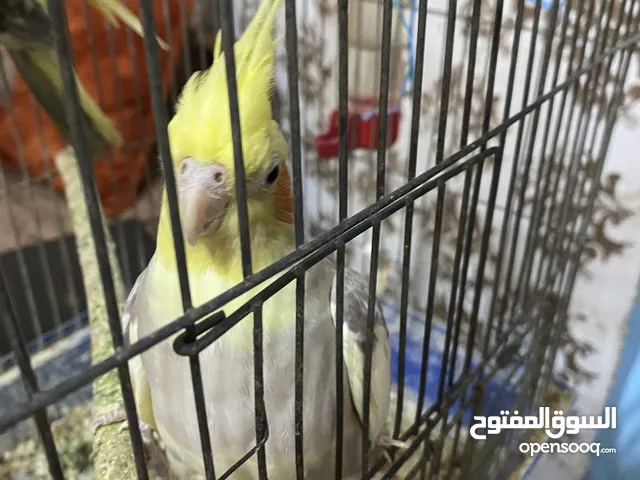 عصفور كوكتيل أنثى ما بتعض اليفه كثير