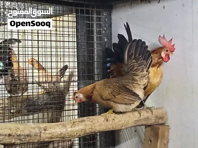 دجاج ياباني