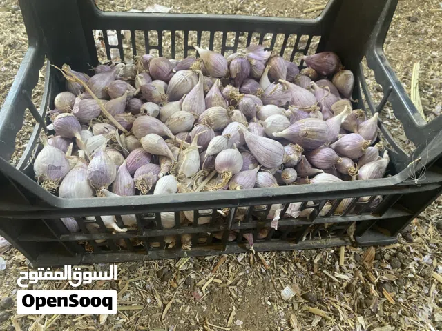 ثوم ذكر للبيع